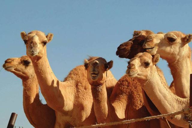 camel-market