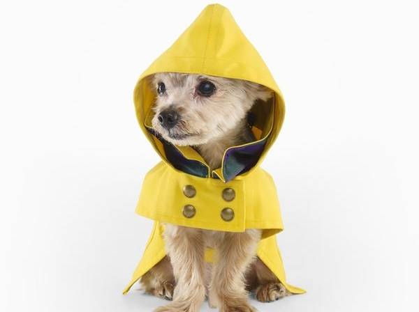 ralph lauren raincoat