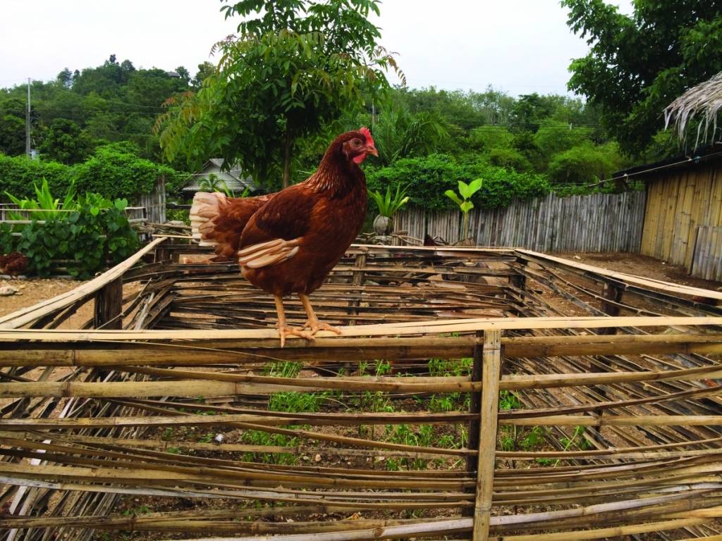 organic-chicken-farm
