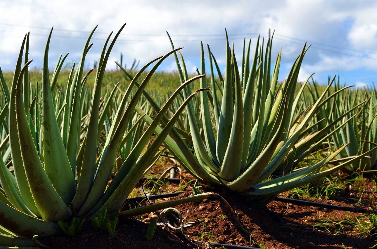 Aloe Plantation Curacao – K. Tablang