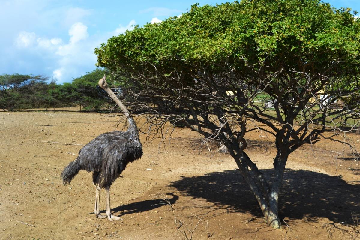 Ostrich Farm Curacao – K. Tablang