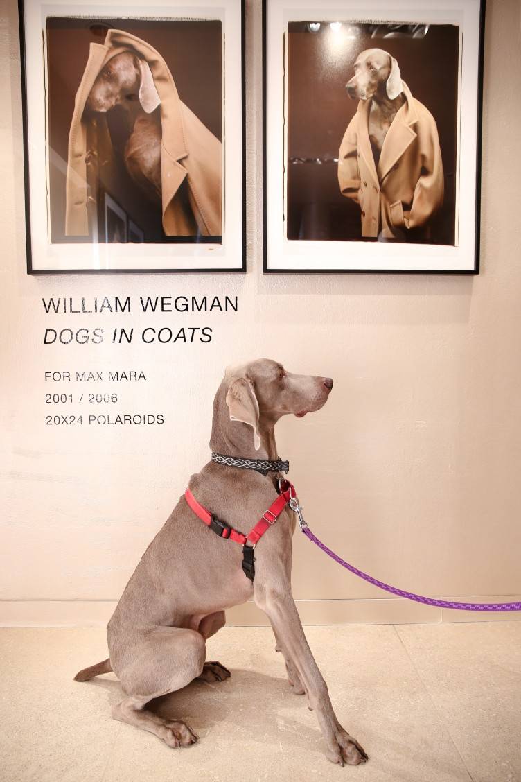 MAX MARA CELEBRATES: WILLIAM WEGMAN'S 'DOGS IN COATS'