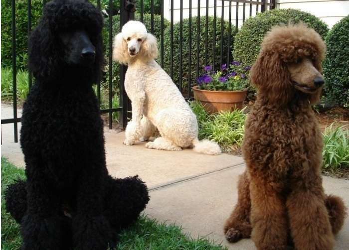 Standard Poodles are the most regal