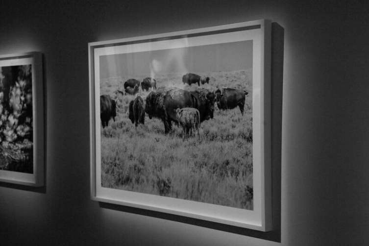 Herd, American Prairie Reserve, Montana by Michael Jurick