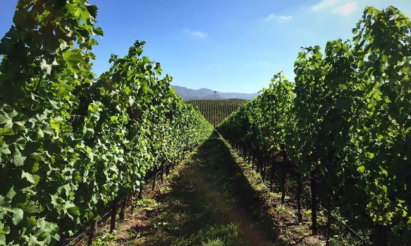 The To Kalon vineyard at Robert Mondavi Winery
