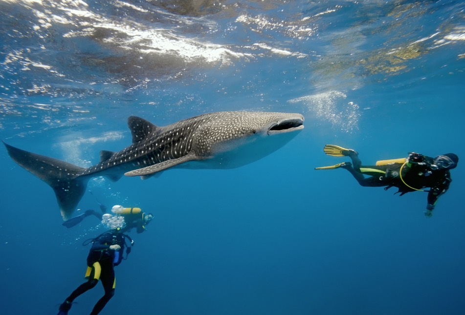 The Yucatán is the world’s top destinations ahead of Mozambique and the Philippines for whale shark diving in late summer.