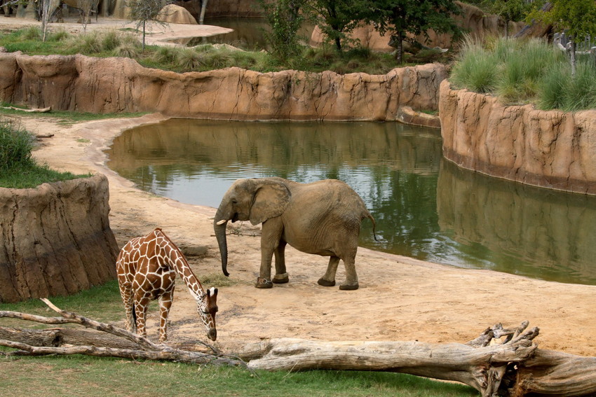 Zoo to Do, 25th Anniversary Silver Safari at the Dallas Zoo