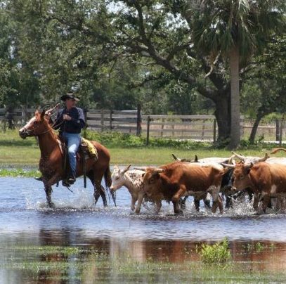 Sidebar Westgate-River-Ranch-Resort-Corporate-Event-Team-Building-Cattle-Drive-near-Lake-Wales-Central-Florida