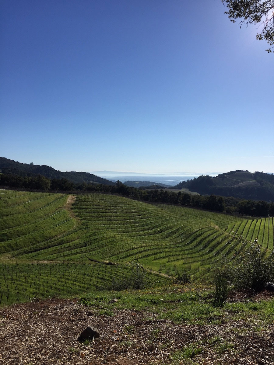 The stunning view from the top of Robert Kamen's Sonoma property