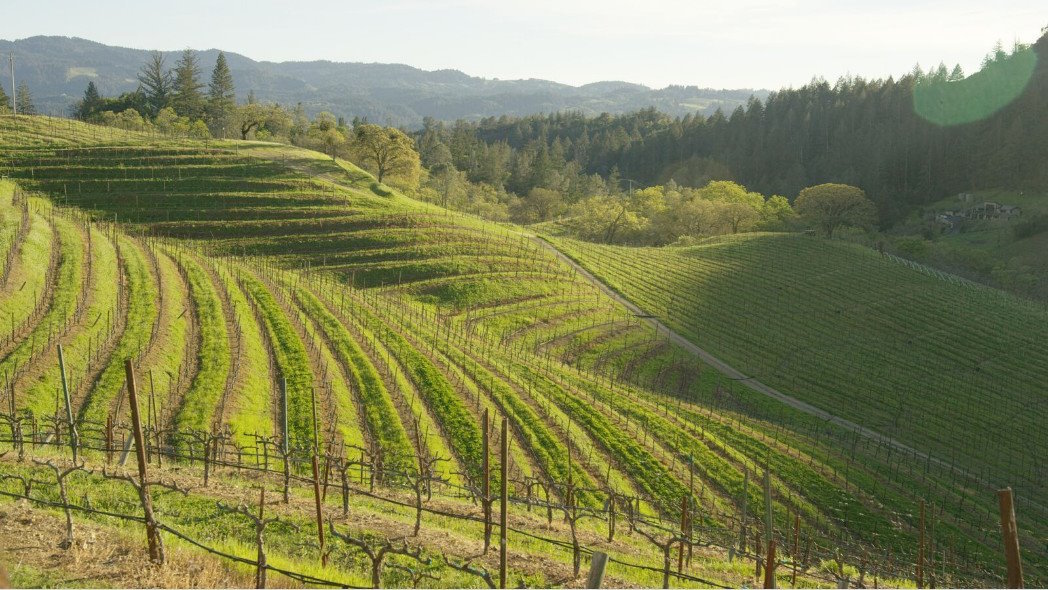 The vineyard at Italics