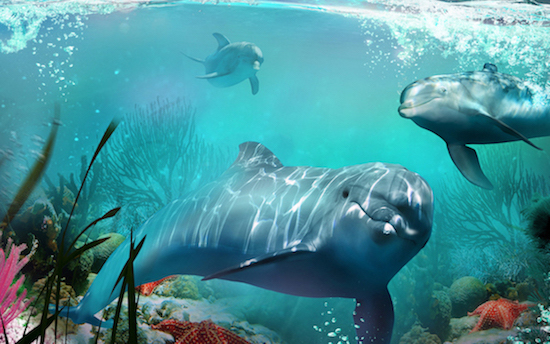 Dolphin Habitat
