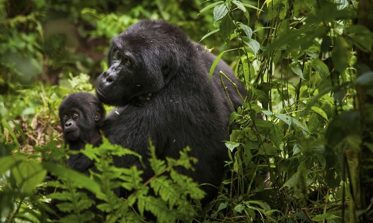 Mountain gorilla and juvenile Volcanoes National Park Rwanda Volcanoes National Park Rwanda