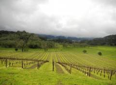 scenic vineyards at joseph phelps winery