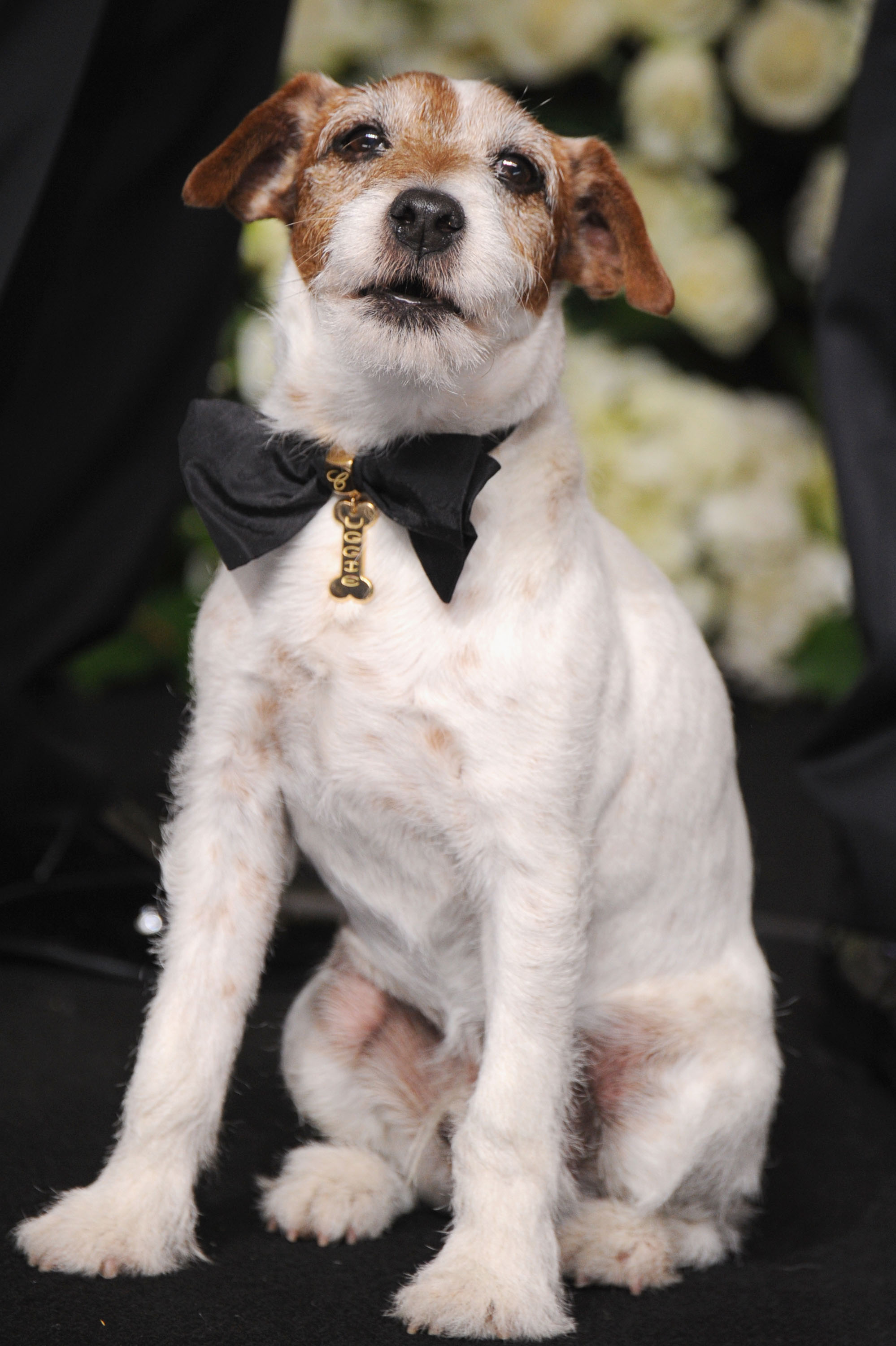 Teach Me How To Uggie: Pooch’s Sharp Chopard Bow Tie to Be Auctioned After the Oscars