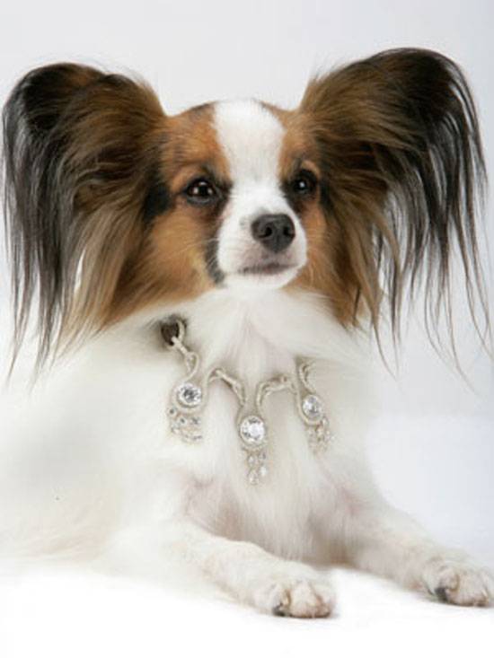 The-world’s-most-expensive-dog-collar-costs-$3.2-million