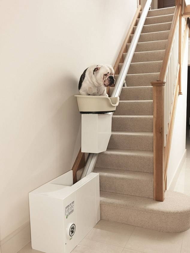 Stair of the dog: world’s first stair lift for obese dogs unveil