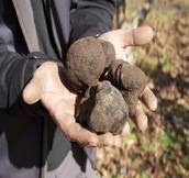 172×162-truffles