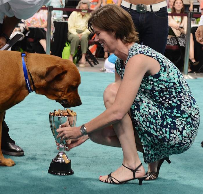 Photos The Animal Foundation Successfully Adopts Out 52 Dogs