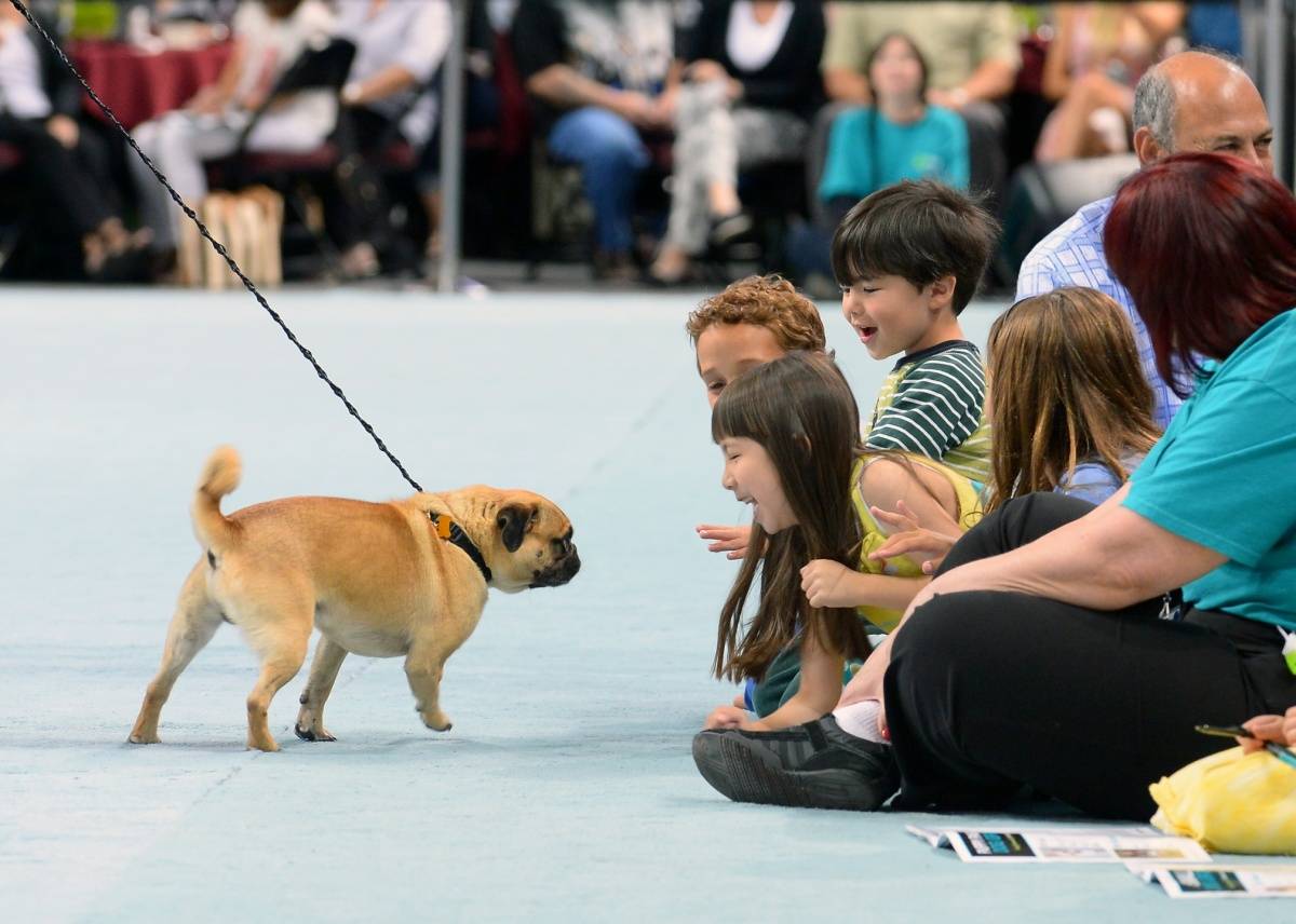 The Animal Foundation’s 11th Annual Best in Show Raises $215,000, Finds Forever Homes for 50-Plus Dogs