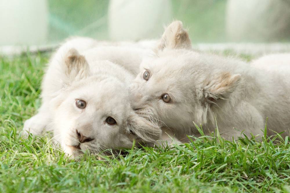 Siegfried & Roy Add Three New White Lion Cubs to the Siegfried & Roy’s Secret Garden and Dolph...