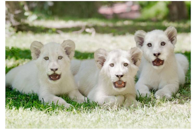 The Mirage welcomes three new lion cubs, Madiba (L), Freedom (C) and Timba-Masai (R), to Siegfried & Roy’s Secret Garden and Dolphin Habitat. Credit - Siegfried & Roy