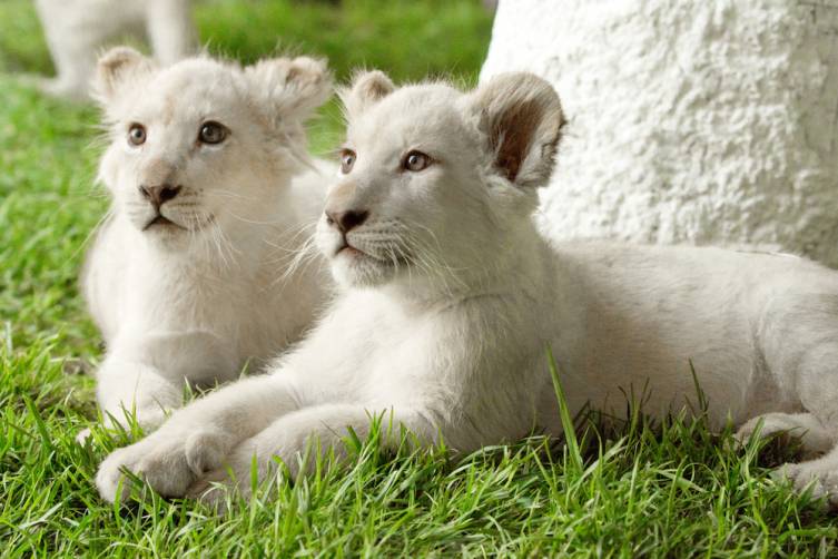 Timba-Masai (L) and Freedom (R) rest under a tree at Siegfried & Roy’s Secret Garden at The Mirage. Credit - Siegfried & Roy