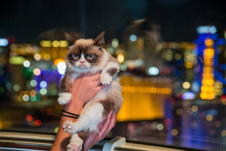 Grumpy Cat rides The High Roller at The Linq in Las Vegas, NV