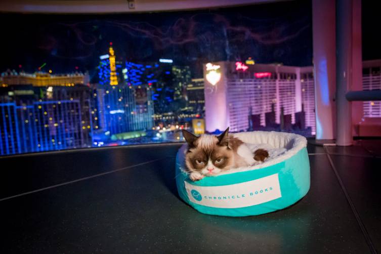 Grumpy Cat rides The High Roller at The Linq in Las Vegas, NV