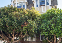 Sotheby’s International Realty- Elegant Pacific Heights Condo