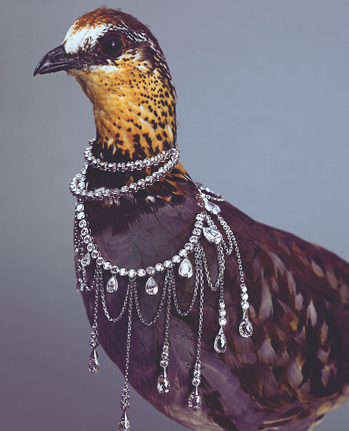 When Extraordinary Birds Meet Extraordinary Designer Jewelry