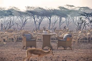 Breakfast with Gazelles Sir Bani Yas