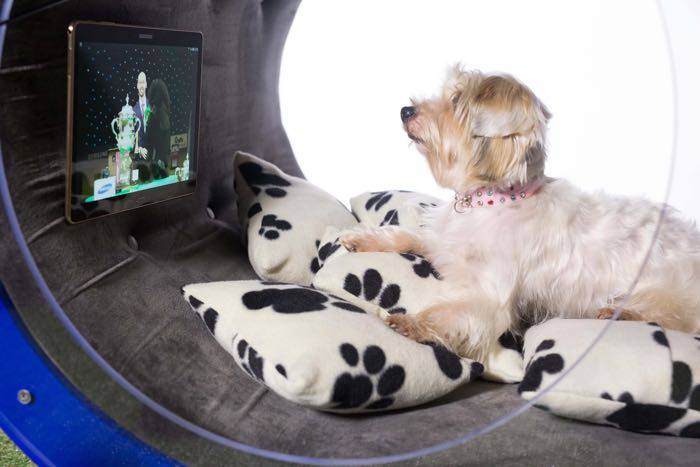 What’s Inside This $20,000 Doghouse by Samsung?