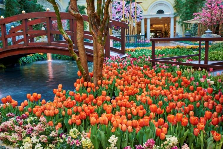 Bellagio Conservatory - Tulips