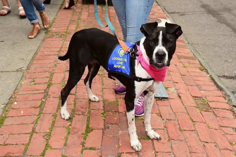 Inside The Southampton Animal Foundation’s Unconditional Love Gala