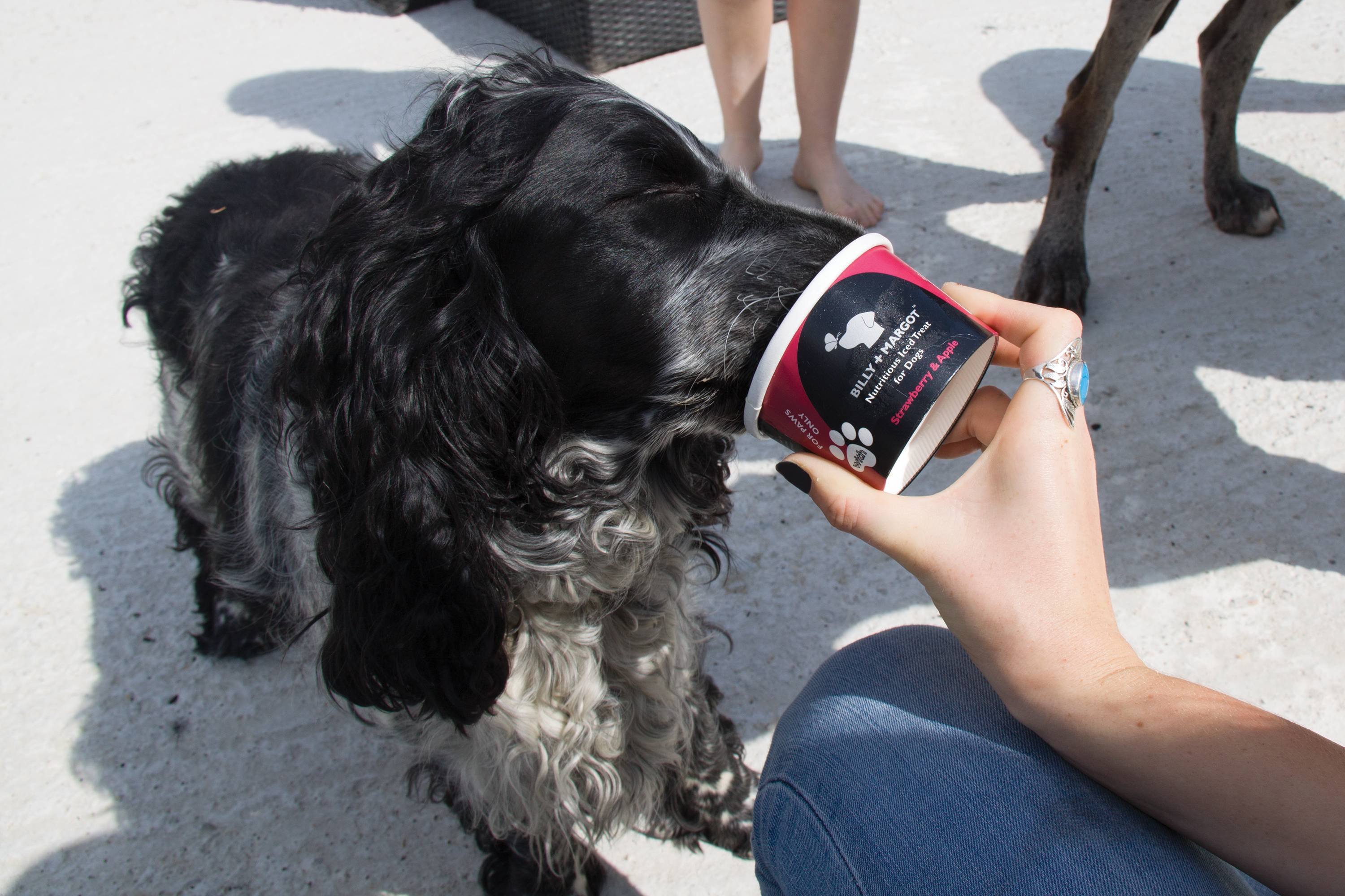 Pet Pavilion Launches Doggy Gelateria