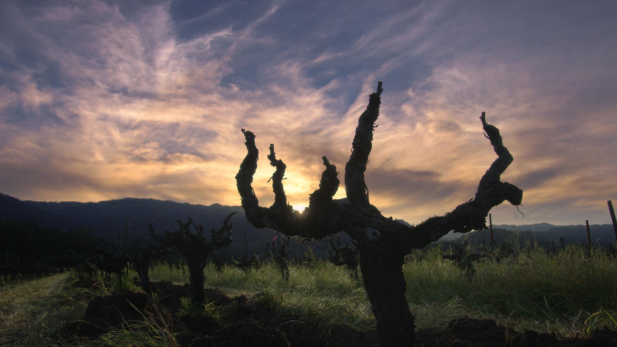 New Film Decanted About Napa Winemakers Available Now