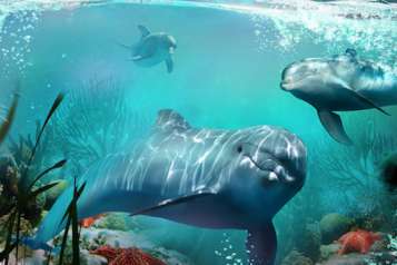 Dolphin Habitat