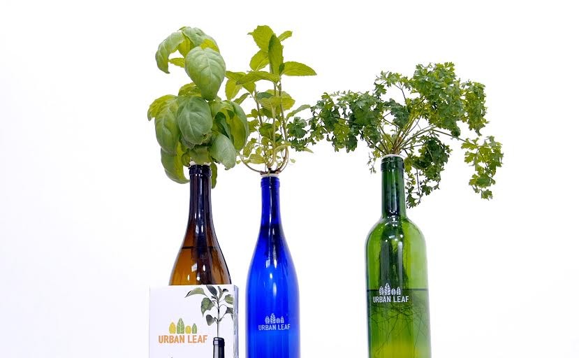 This $22 Kit Turns Your Empty Wine Bottles Into an Herb Garden