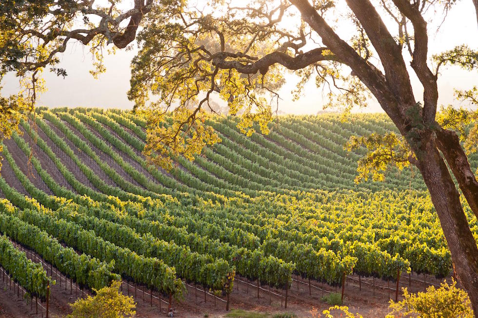 Quick Hits: These Are The Best Harvest Celebrations In Wine Country