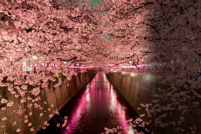 The Best Way For A Luxury Traveler To Do Japan’s Cherry Blossom Season In Style