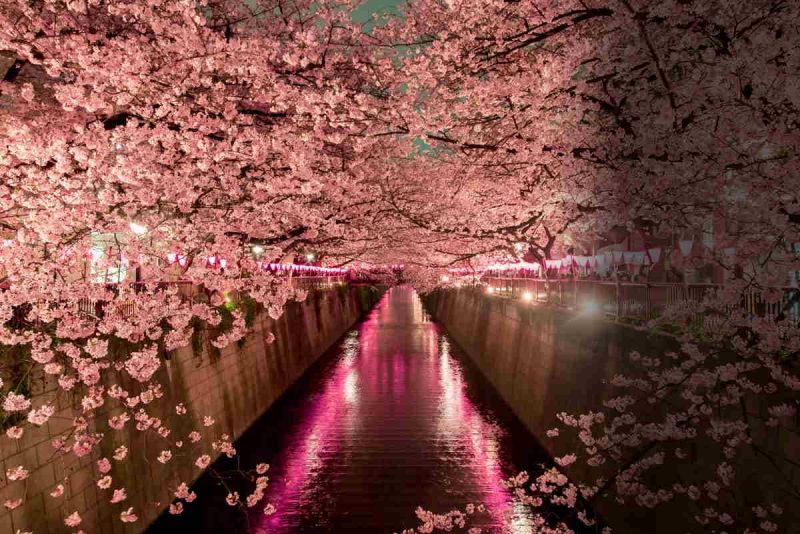 Cherry Blossom Festival In Japan When And Where Go