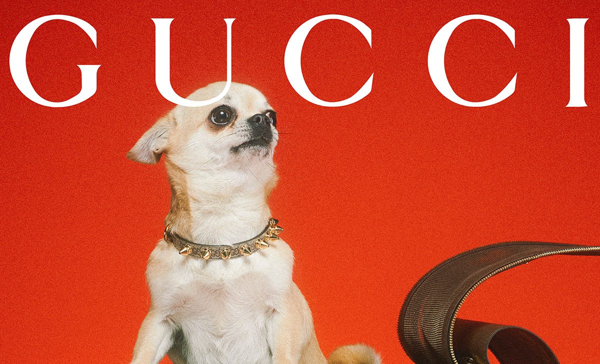 Introducing Gucci's Brand New Capsule: The Gucci Pet Collection