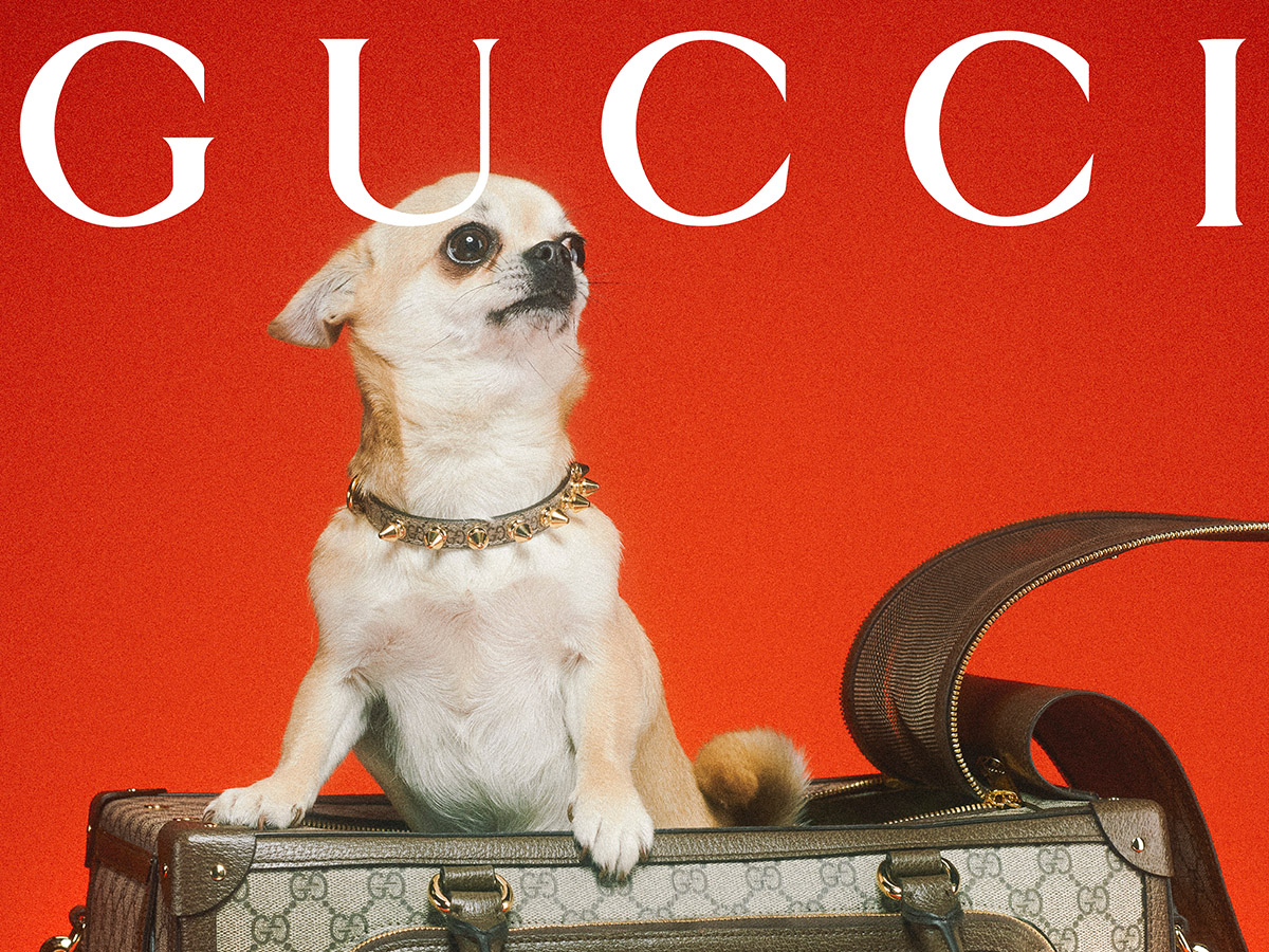 The Gucci Pet Collection 