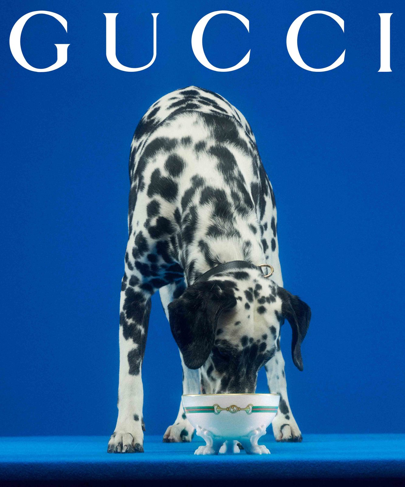 Is this the most glamorous pet collection ever?