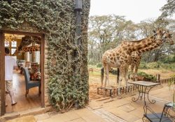 Giraffe Manor