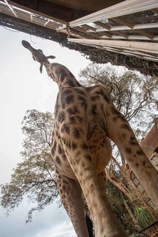 Giraffe Manor