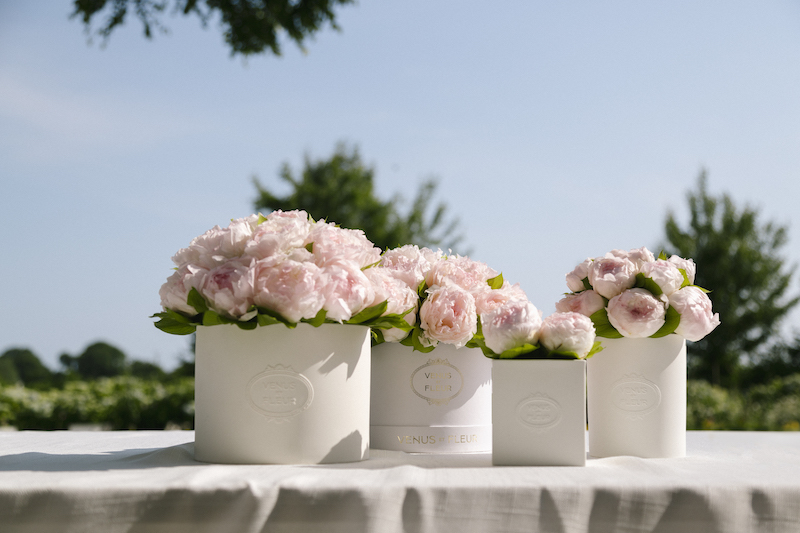 Venus et Fleur’s Eternity® Peonies and Hydrangeas Redefine Floral Longevity