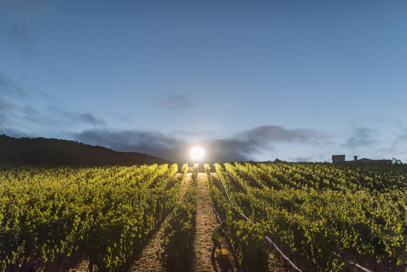 The Next Generation Of Napa Valley Cult Wine