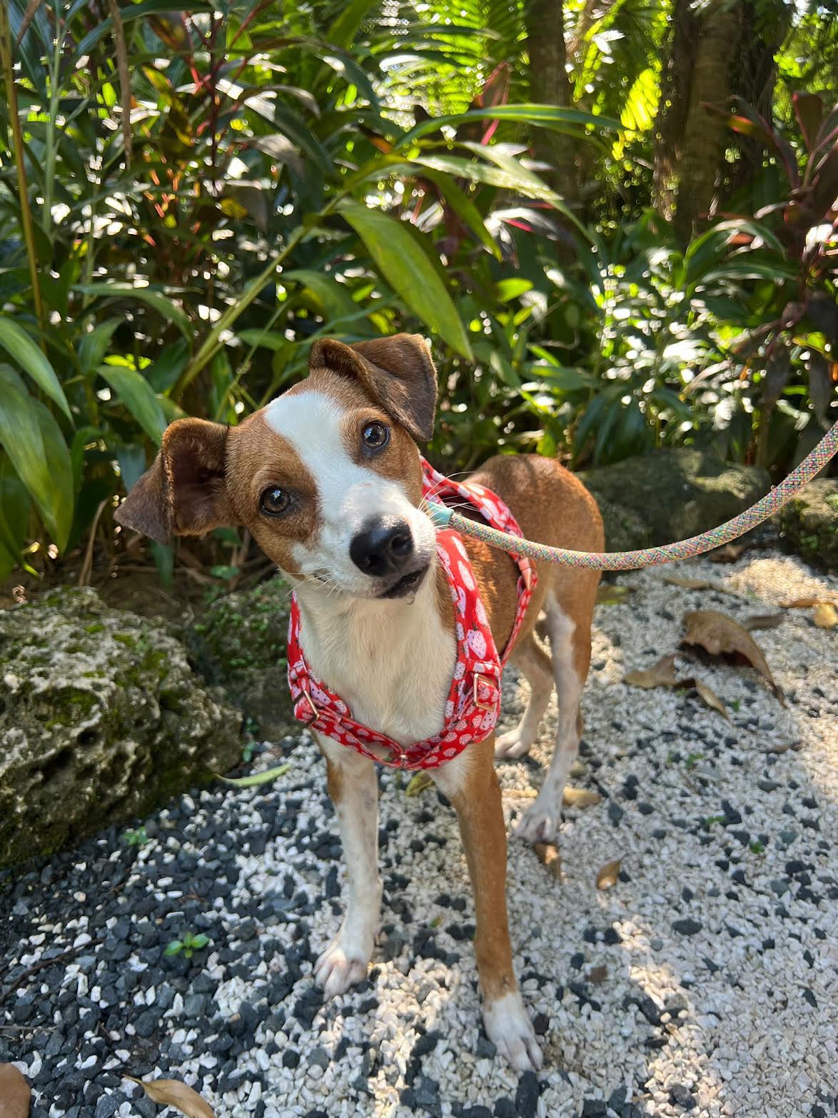 At This Luxury Caribbean Hotel, You Can Visit, Foster, And Adopt Dogs And Cats During Your Stay