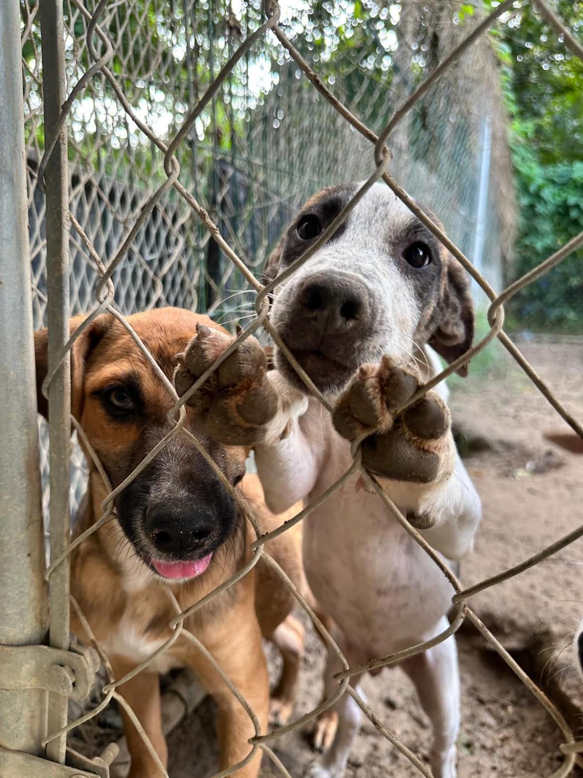 At This Luxury Caribbean Hotel, You Can Visit, Foster, And Adopt Dogs And Cats During Your Stay